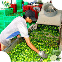 Lime fraîche sans pépins bon prix du Viet Nam-Nouvelle récolte de lime fraîche/citron vert