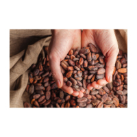 Fèves de cacao vertes mûres de haute qualité - Fèves de cacao de qualité supérieure - 100% naturelles - Variété ARIBA - Emballage de 25 kg - France Naturelle