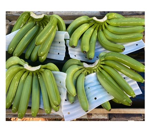 Haute qualité congelé/frais vert Cavendish bananes frais vert grande taille exportation-qualité directement des fabricants du Vietnam - Product Image 1