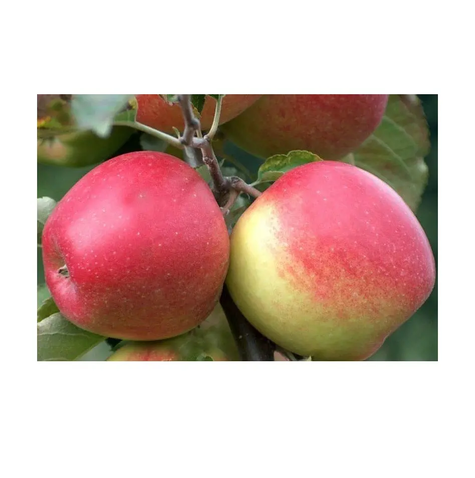 Jonagold แอปเปิ้ลที่มีคุณภาพพรีเมี่ยมสดอร่อยสีแดงและสีเขียวแอปเปิ้ล