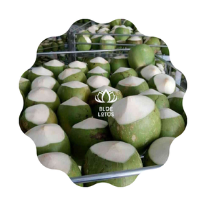 PRECIO BAJO 2023 COCO VERDE FRESCO PARA BEBER DE GRANJA DE LOTO AZUL VIETNAM - Product Image 1