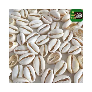 Caracol de caracol amarelo Cowry concha natural de caranguejo eremita atacado a granel entrega rápida e preço barato do fornecedor do Vietnã