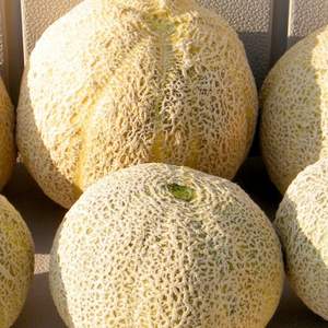 Melones Frescos Orgánicos, Proveedor Vietnamita de Primera Calidad, Excelente Empaque, Fruta Tropical de la Mejor Calidad con Sabor Dulce, Venta al por Mayor - Product Image 3