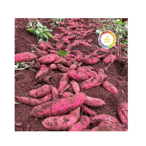 Dés de patates douces entières biologiques vietnamiens IQF congelés et tranchés Qualité fraîche d'exportation pour grossistes - Product Image 1