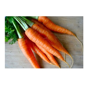 ราคาขายดี ผักสด แครอทส้ม ขายส่ง - Product Image 4