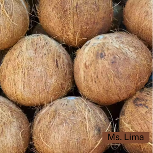 Cocos Maduros Enteros de Alta Calidad para Extracción de Aceite, Cocina y Uso Industrial, Exportación a Granel Disponible/ Sra. Lima - Product Image 4