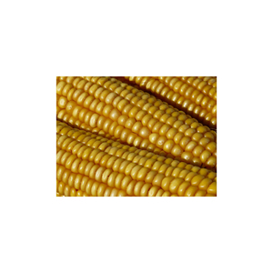 ข้าวโพดสีเหลืองสำหรับการให้อาหารสัตว์/การบริโภคของมนุษย์/ที่มีคุณภาพที่ดีที่สุดที่ไม่ใช่จีเอ็มโอข้าวโพดสีเหลือง - Product Image 6