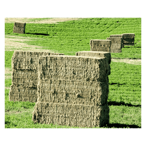 Heno de pasto Rhodes al por mayor para granjas y fines agrícolas - Product Image 6