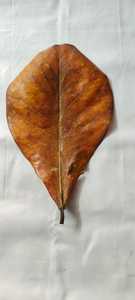 100% séché Terminalia Catappa indien feuilles d'amande saine nourriture pour poisson Betta pour accessoires d'aquarium de haute qualité - Product Image 5