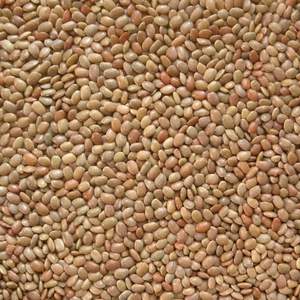 Frijoles Kulthi Secos Premium, Ricos en Proteínas, Suministrados a Granel para Compradores Globales, Mayoristas, Exportadores y Nutritivos - Product Image 4