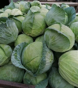 Wholesale Spring Delicious Exporting Brands Fresh Organic Green Cabbage HACCP Certified 2kg - Product Image 3