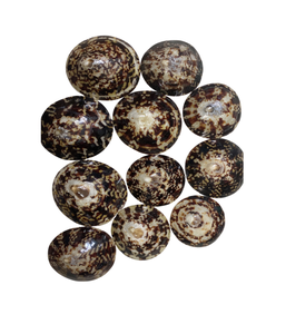 Conchas marinas de Lapa pulidas inspiradas en el océano: elegantes detalles para bodas y ocasiones especiales. - Product Image 2