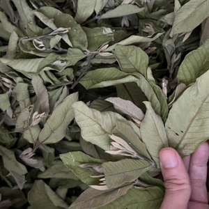 Hojas de Guayaba Secas al Aire a Granel |   Ingrediente de Té de Hierbas de Marca Propia/ Sra. Jessi - Product Image 4