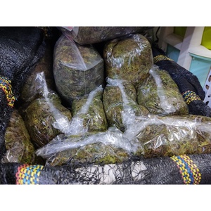 HOT 2023 SPHAGNUM MOSS SECO DE BOSQUE PARA CHAPAR ÁRBOL MANTENER LA HUMEDAD DE LA PROVINCIA DE CAO BANG VIETNAMS - Product Image 5