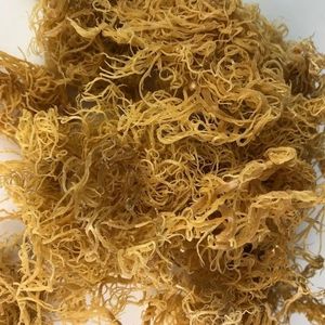 มอสทะเลทองคำธรรมชาติส่งออกจำนวนมาก - Product Image 6