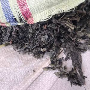 สาหร่ายทะเล Sargassum แห้งสาหร่ายทะเลทะเลแห้ง - Product Image 4