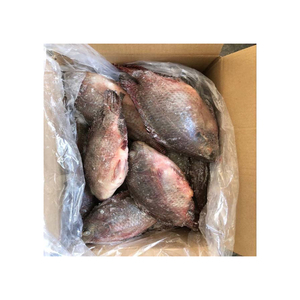 Tilapia roja congelada de primera calidad disponible a precio de fábrica para suministro a granel y comercio mayorista - Product Image 6