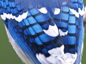 Plumes de colibri bleu - Plumes d'ailes de colibri bleu à vendre - Product Image 1