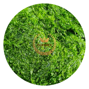 Poudre d'extrait de varech rôti de haute qualité d'origine vietnamienne Engrais d'algues vertes séchées Ulva Lactuca Processus publicitaire séché - Product Image 1