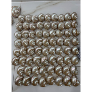 Poli et propre Turbo Marmoratus coquillages Turbo Imperialis Shell en gros du Vietnam - Product Image 4