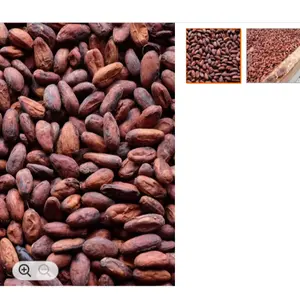 발효 Criollo 카카오 콩 베트남 저렴한 가격 준비 새로운 작물