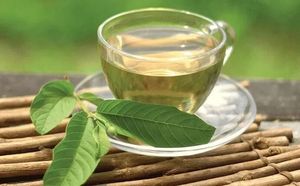 Hojas de Guayaba Secas a Granel de Primera Calidad, Precio de Exportación al por Mayor - Product Image 2