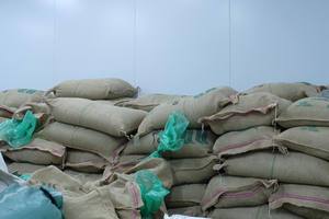 Typica Natural Fine Arabica - S16/S18 - Grains de café vert de spécialité emballés en 1 kg/2 kg/5 kg/25 kg/60 kg - Prêts à être expédiés - Product Image 4