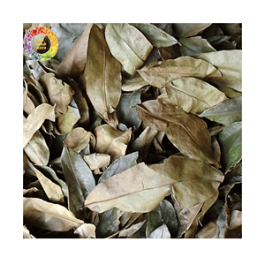 Feuilles de corossol séchées authentiques du Vietnam Feuilles de Graviola Fourniture en vrac de feuilles d'Annona Muricata pour tisane traditionnelle - Product Image 3