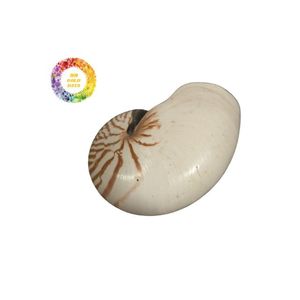 Conchas Nautilus de Vietnam para decoración artística y suministros de joyería Material natural con elegante diseño de cámara - Product Image 1