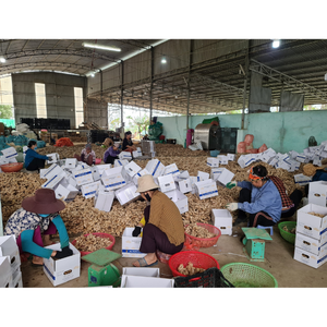 ขิงสดปรุงรสเข้มข้นพร้อมเนื้อสัมผัสนุ่มผิวเรียบเนียนและกลิ่นหอมสดใสเหมาะสำหรับการทำอาหารที่หลากหลาย - Product Image 6