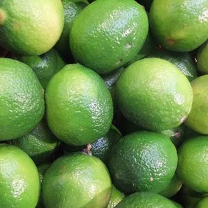 Limones Verdes Frescos Premium, Limones al por Mayor de Alta Calidad - Product Image 3