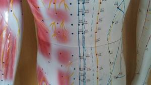 चिकित्सा विज्ञान 178 सेमी डीलक्स एक्यूपंक्चर मॉडल चिकित्सा स्कूल प्रशिक्षण के लिए शारीरिक मॉडल - Product Image 3