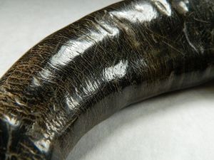 HIGH STANDARD QUALITY INDIAN VIKING DRINKING HORN WITH NATURAL Colour Carved Antique Viking Drinking Horn Christmas - Product Image 2