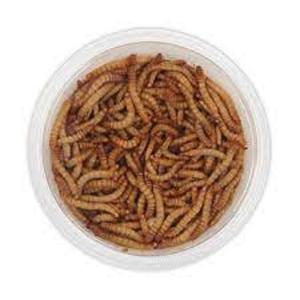 Vente en gros directe d'usine, vers comestibles riches en protéines, nourriture riche en nutriments, vers de farine noirs séchés, nourriture pour oiseaux, amphibiens - Product Image 4