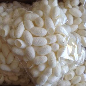 Capullos de Seda de Alta Calidad |   Exportador de Vietnam de Seda Cruda y para Uso Cosmético - Product Image 6