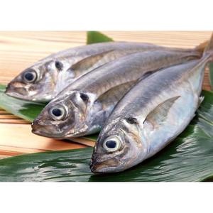 ปลาแมคเคอเรลแช่แข็งคุณภาพสูง IQF อายุการเก็บรักษา 24 เดือน บรรจุภัณฑ์สุญญากาศแบบขายส่ง คุณภาพส่งออก ผู้จัดจำหน่ายอาหารทะเล - Product Image 3