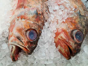 Buena Oferta de Pargo Rojo Congelado Entero, Orgánico, Bajo en Sodio, de Primera Calidad, de EE. UU. - Product Image 2