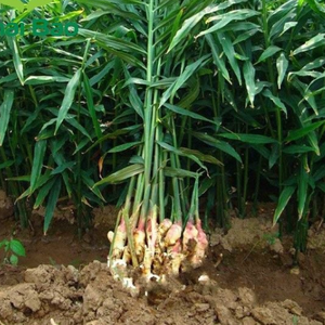 Jengibre fresco cosechado: crujiente, jugoso y lleno de Zing natural - Product Image 6