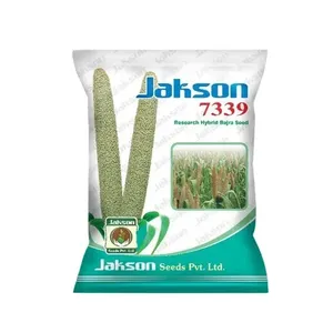Graines de <span class=keywords><strong>millet</strong></span> hybride JAKSON 7339 Bajra à haut rendement, <span class=keywords><strong>millet</strong></span> perlé vert pour la recherche agricole et l'utilisation en laboratoire - Product Image 1