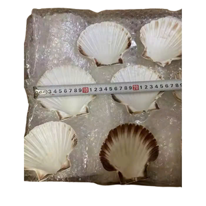 Venta al por mayor de conchas marinas secas pulidas de calidad superior de Vietnam Artesanía navideña moderna Decoración de conchas marinas directamente - Product Image 1