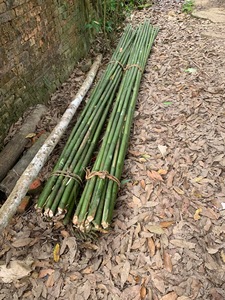 Canes en bambou en gros pour le jardinage, support de plantes, fournisseur de piquets en canne de Tonkin naturelle - Product Image 4