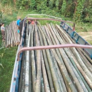 Postes de bambú tratado para construcción de arquitectura | Bambú estructural de gran diámetro | Fabricante personalizado - Product Image 2