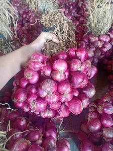หอมแดงสีม่วงแช่แข็ง | ปอกเปลือกและตัด | ส่งออกจำนวนมากจากเวียดนาม - Product Image 4
