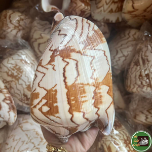 Decoración Artesanal de Conchas Marinas Hechas con Conchas Naturales para Manualidades Decorativas y Diseño Personalizado Vietnam - Product Image 4