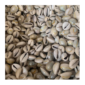 Coquillages cauris du Vietnam, petite taille, couleur blanche naturelle, propre séché et vide, parfait pour la décoration de la maison et l'exportation - Product Image 1