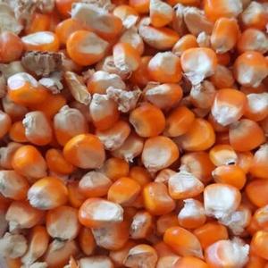 เมล็ดข้าวโพดอบแห้งสารอาหารสูง รสหวาน สีเหลือง สำหรับอาหารสัตว์และบริโภคโดยมนุษย์ - Product Image 1