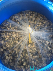 Champiñones en Salmuera para Exportación - Alta Calidad, Naturales, Limpios y Listos para Procesar, OEM Disponible/ Sra. Lima - Product Image 3