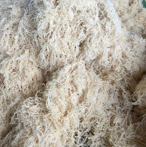 มอสทะเลธรรมชาติทั้งหมดถูกสร้างขึ้นในป่ามอสทะเลไอริชที่มีต้นกำเนิดมาจากสาหร่ายทะเลดิบของมหาสมุทรไอริชสีเหลืองของชาวเวียดนาม Ninh thuan - Product Image 1