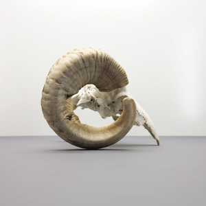 L ผลงานชิ้นเอกรูปควายและกระโหลกแกะแกะสลักด้วยมืออันประณีตพร้อมเขาอันงดงามผนังร่วมสมัยและศิลปะขาตั้ง - Product Image 4