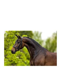 Brida Ecuestre de Cuero de Alta Calidad, Juego Completo de Resistencia, Incluye Cabestros de Nailon y PVC - Product Image 4